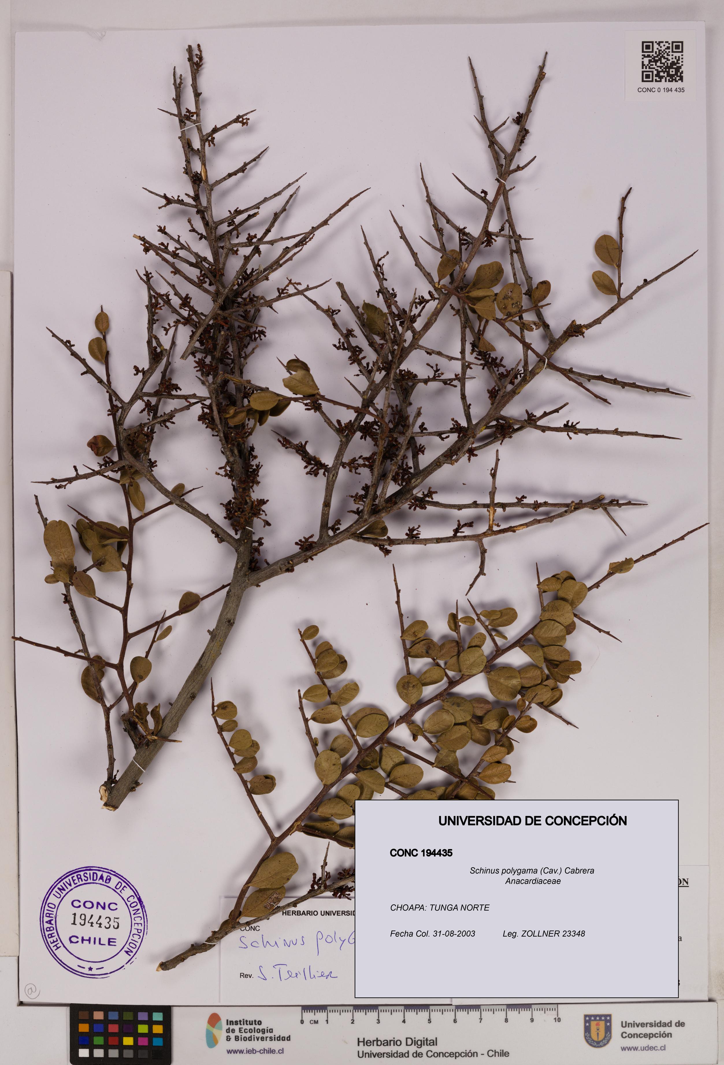 Schinus polygama [Espécimen: UDEC:CONC:0194435]