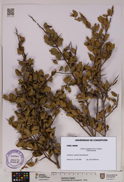 Schinus polygama [Espécimen: UDEC:CONC:0194436]