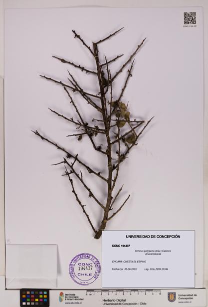 Schinus polygama [Espécimen: UDEC:CONC:0194437]