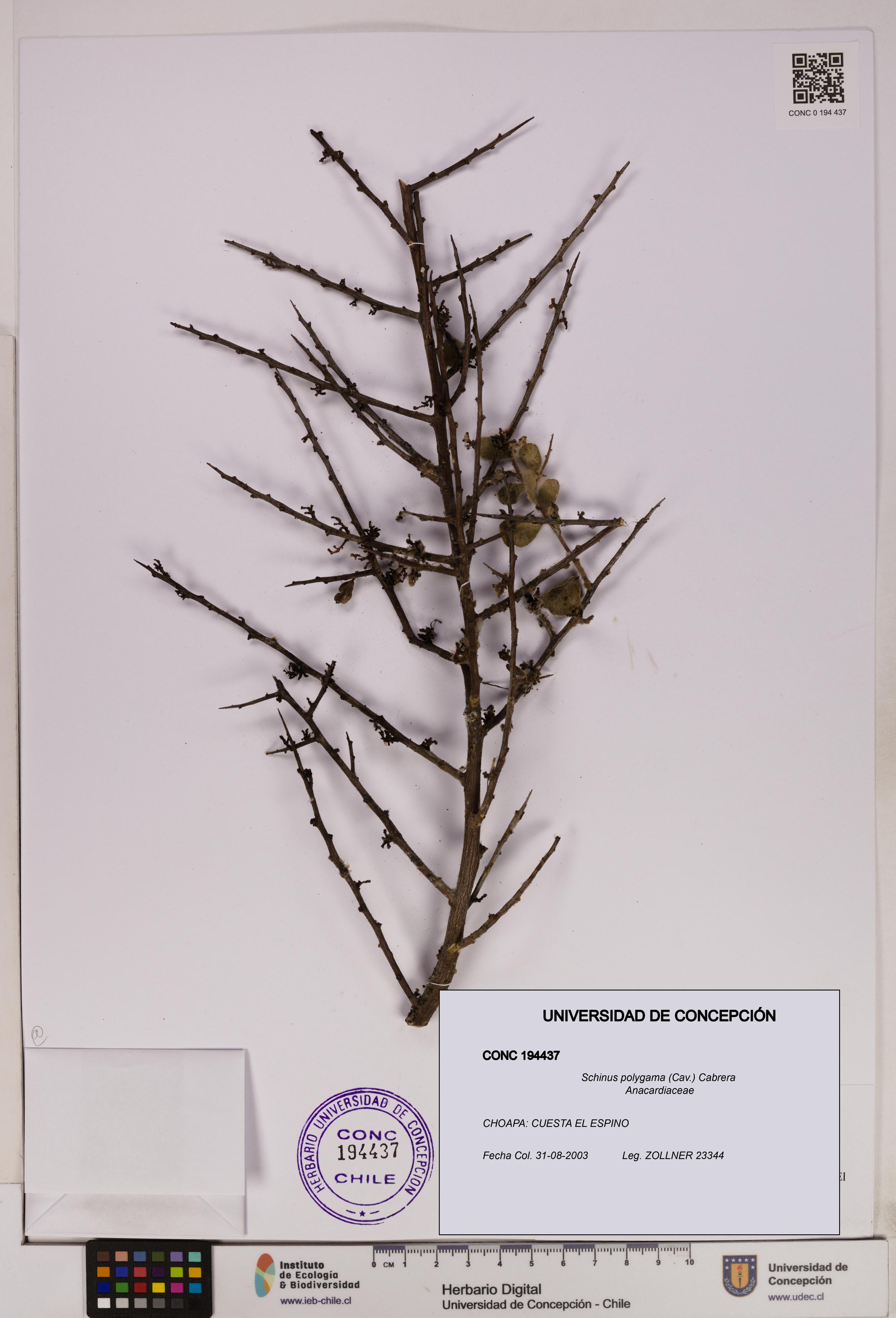 Schinus polygama [Espécimen: UDEC:CONC:0194437]