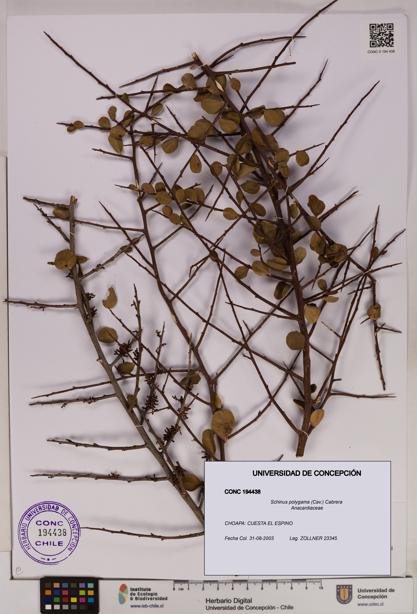 Schinus polygama [Espécimen: UDEC:CONC:0194438]