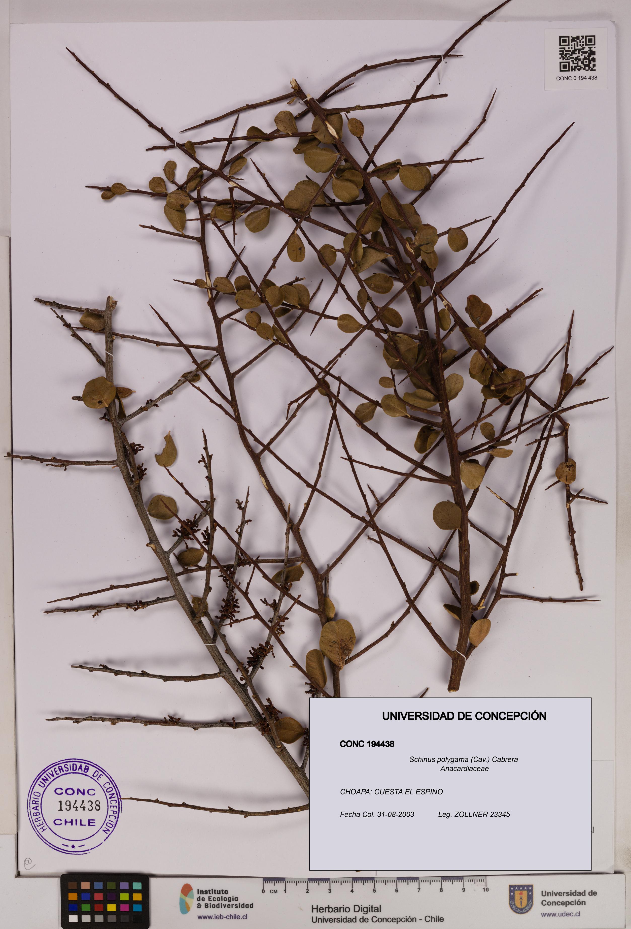 Schinus polygama [Espécimen: UDEC:CONC:0194438]