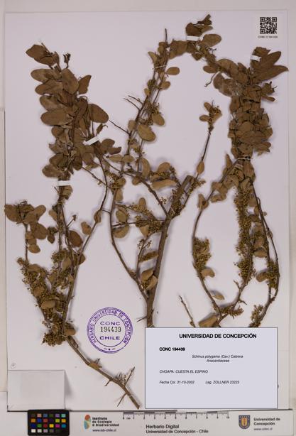 Schinus polygama [Espécimen: UDEC:CONC:0194439]