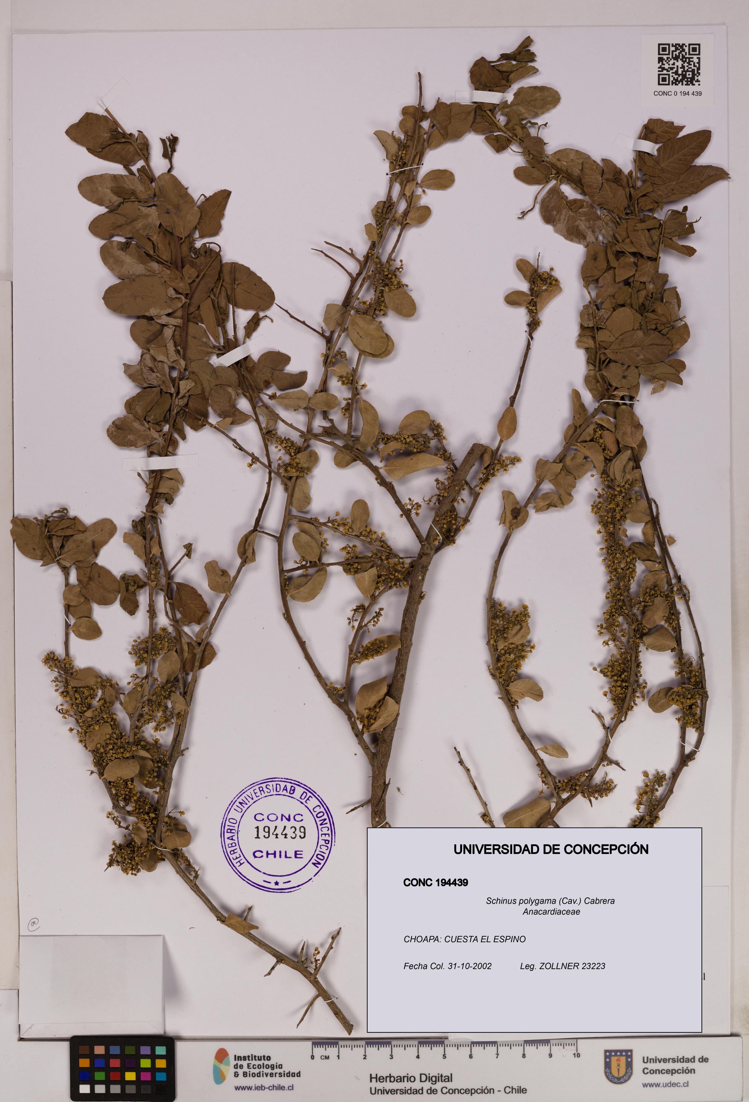 Schinus polygama [Espécimen: UDEC:CONC:0194439]