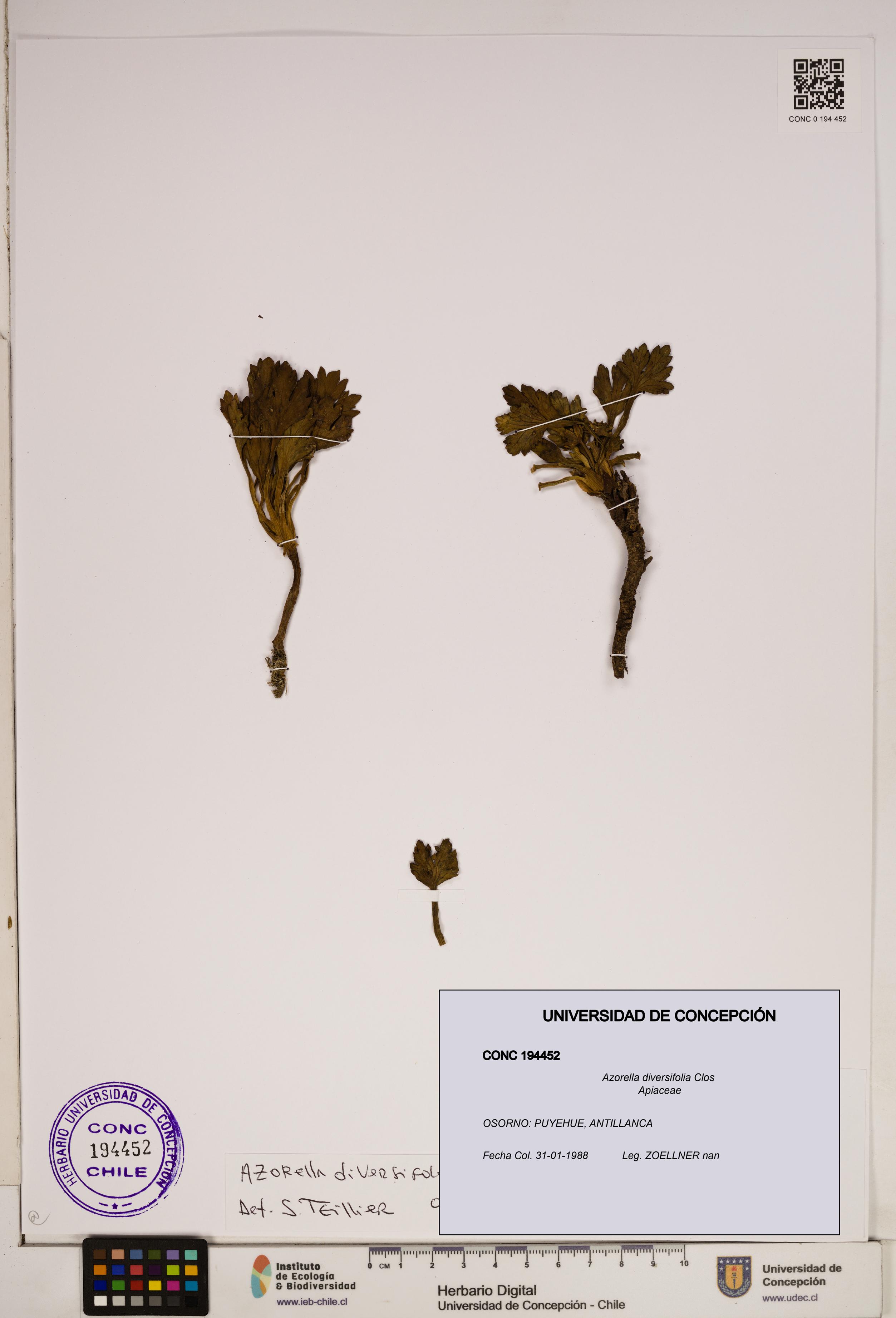 Azorella diversifolia [Espécimen: ]