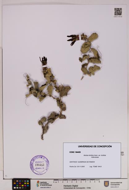 Mutisia ilicifolia [Espécimen: UDEC:CONC:0194453]
