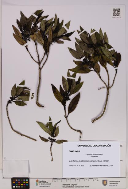 Coprosma oliveri [Espécimen: UDEC:CONC:0194513]