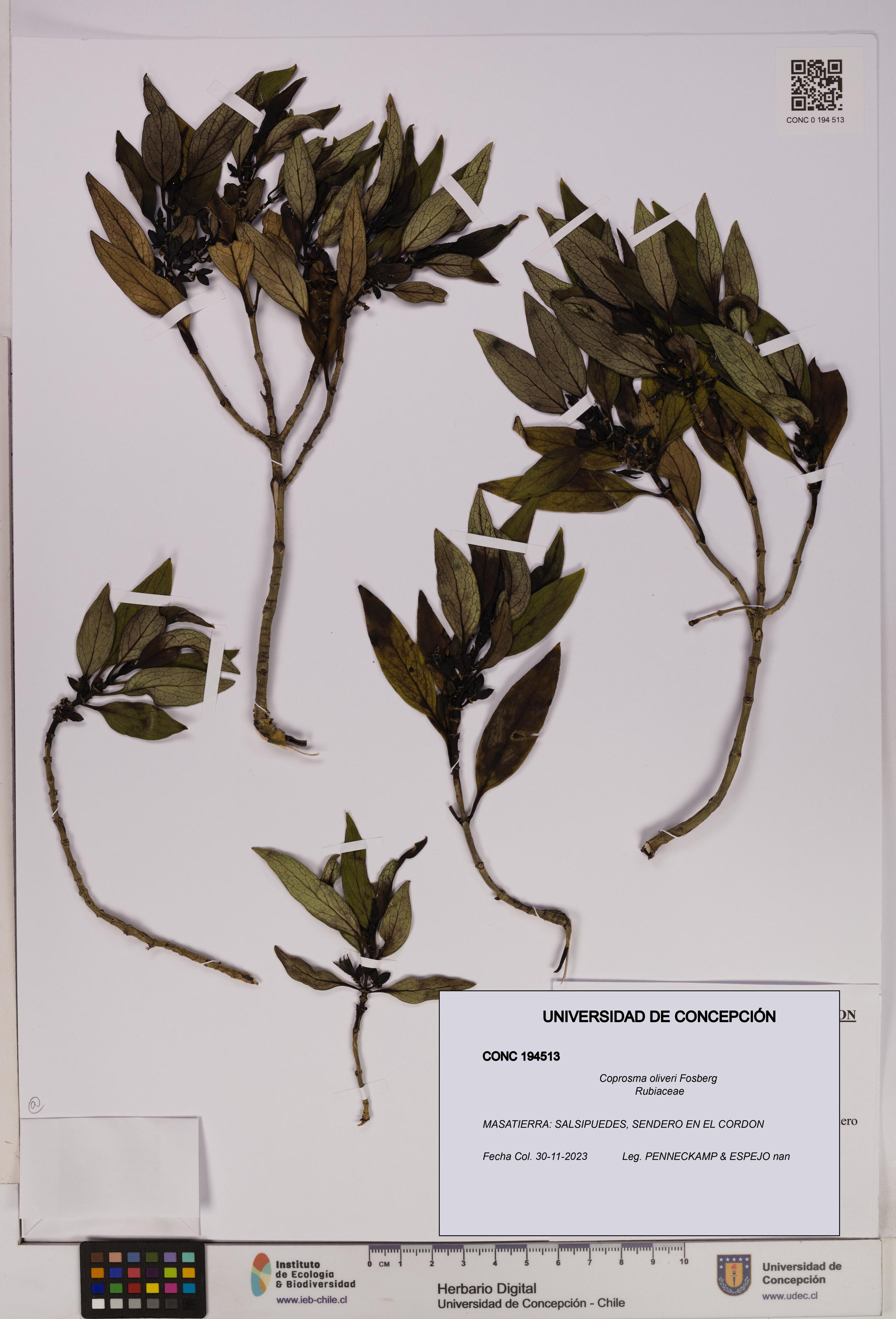 Coprosma oliveri [Espécimen: UDEC:CONC:0194513]