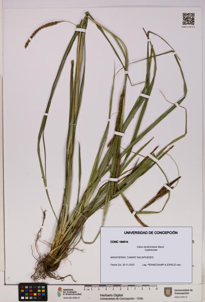 Carex berteroniana [Espécimen: UDEC:CONC:0194514]