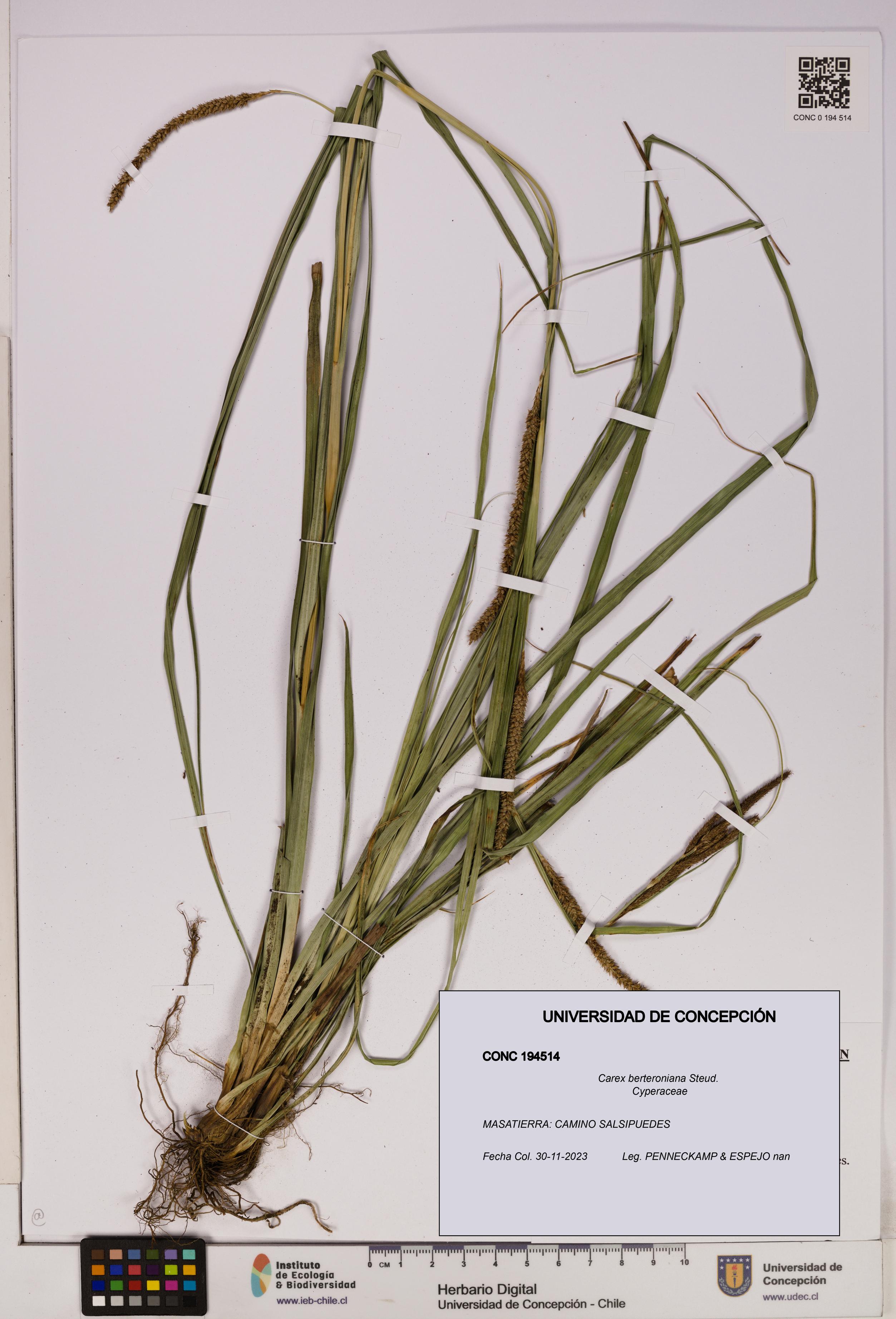 Carex berteroniana [Espécimen: UDEC:CONC:0194514]