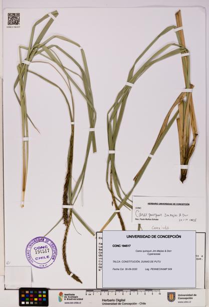 Carex quinquin [Espécimen: UDEC:CONC:0194517]