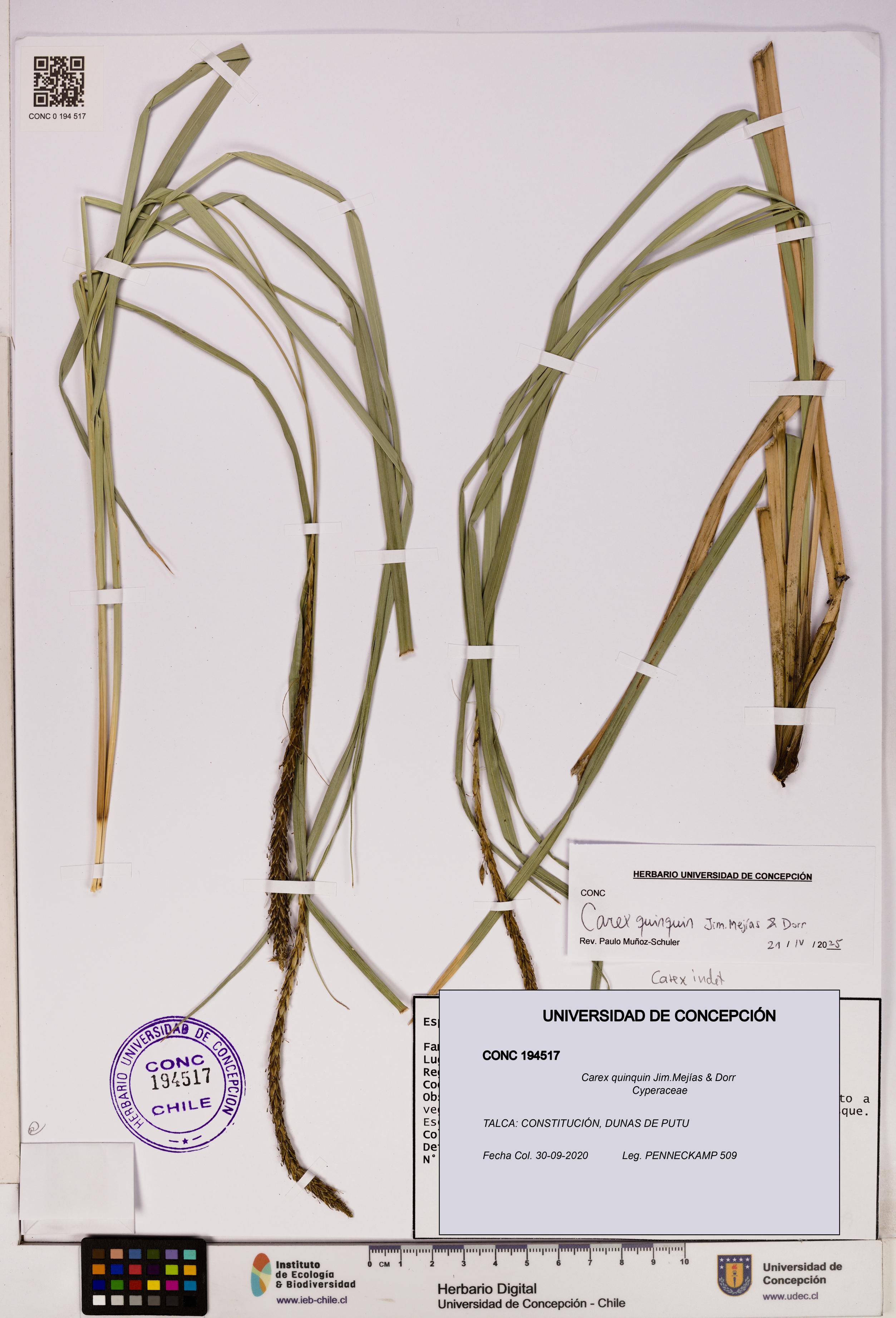 Carex quinquin [Espécimen: UDEC:CONC:0194517]