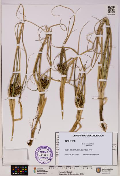 Carex pumila [Espécimen: UDEC:CONC:0194518]