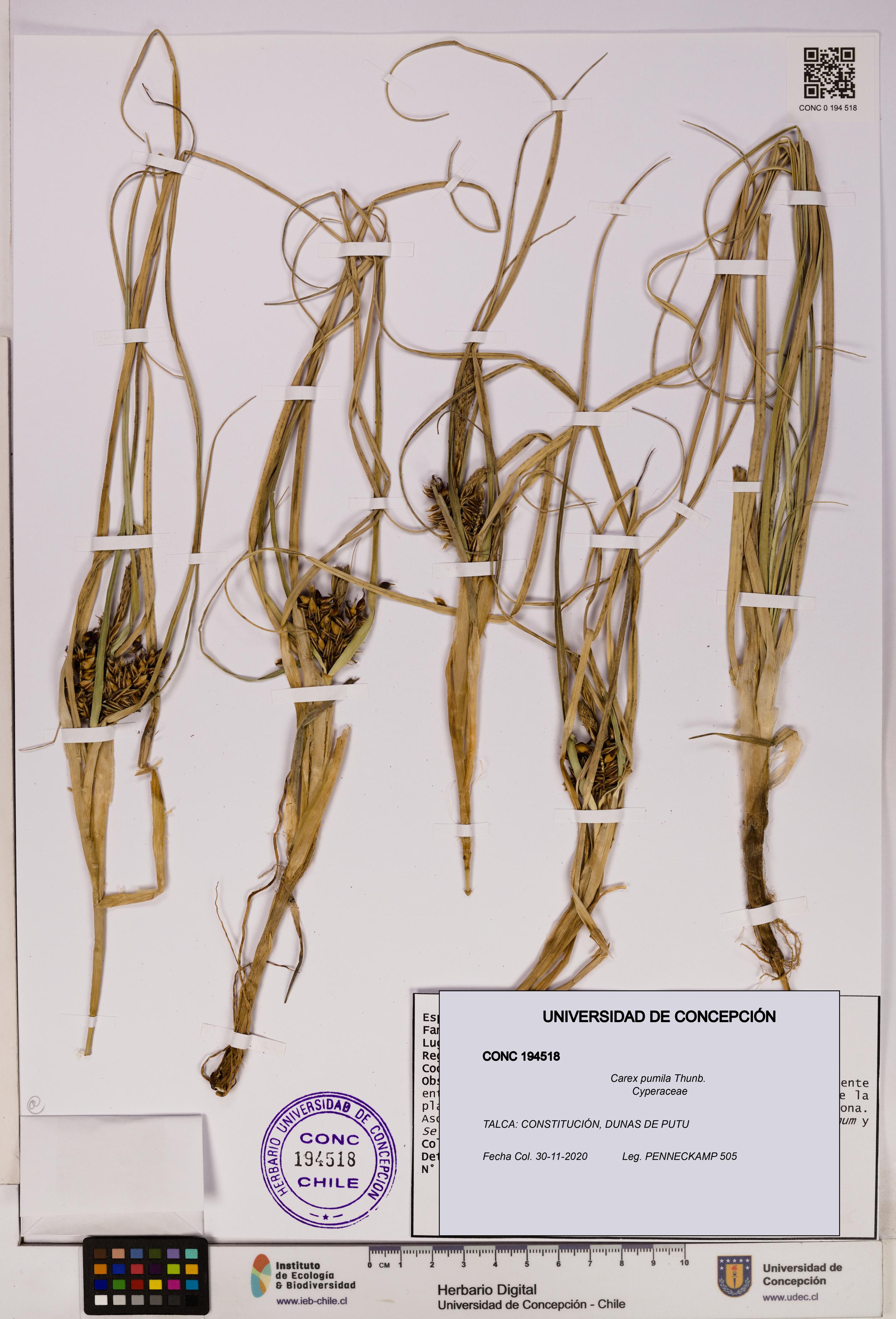 Carex pumila [Espécimen: UDEC:CONC:0194518]