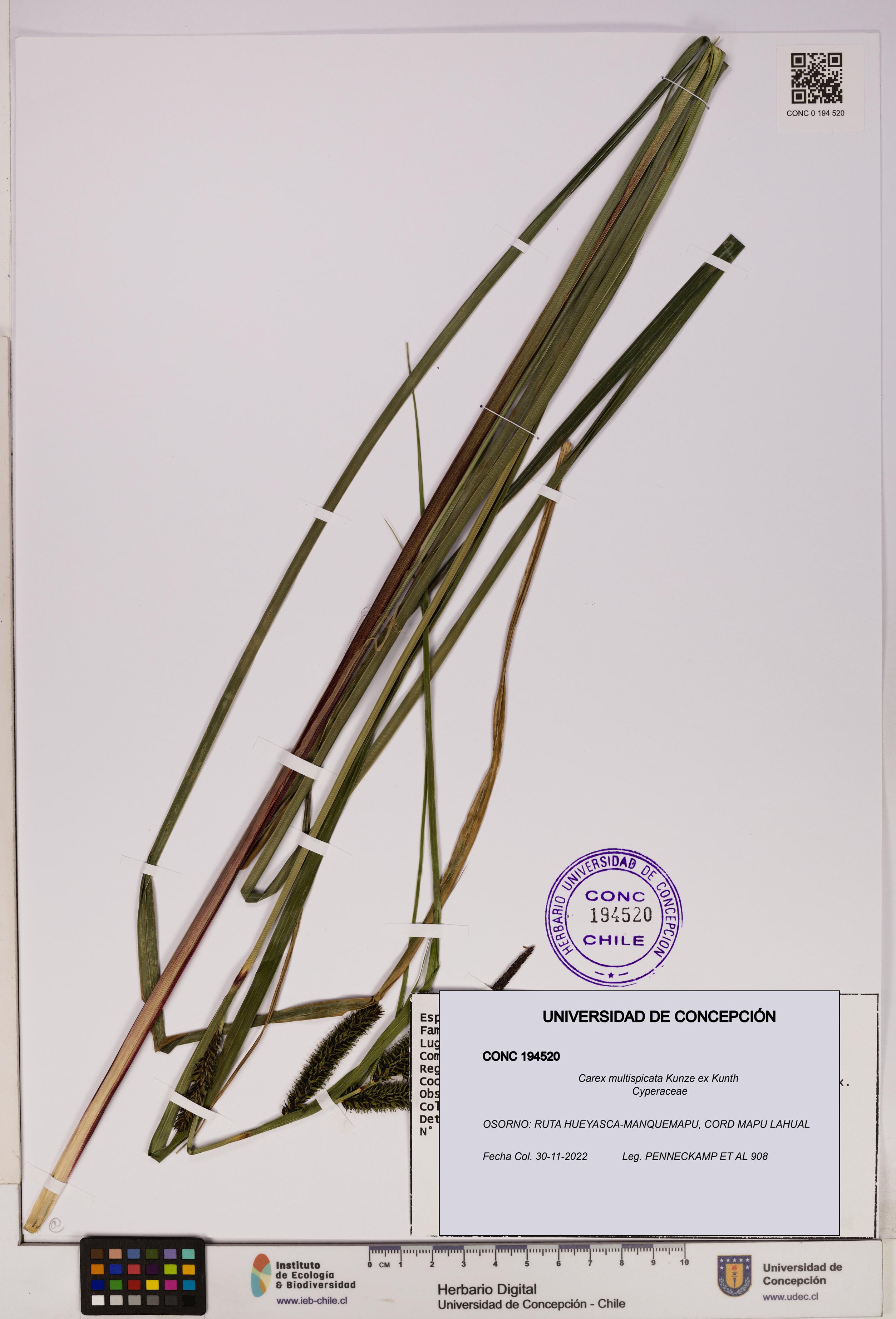Carex multispicata [Espécimen: UDEC:CONC:0194520]