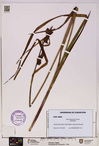 Carex werdermannii [Espécimen: UDEC:CONC:0194525]