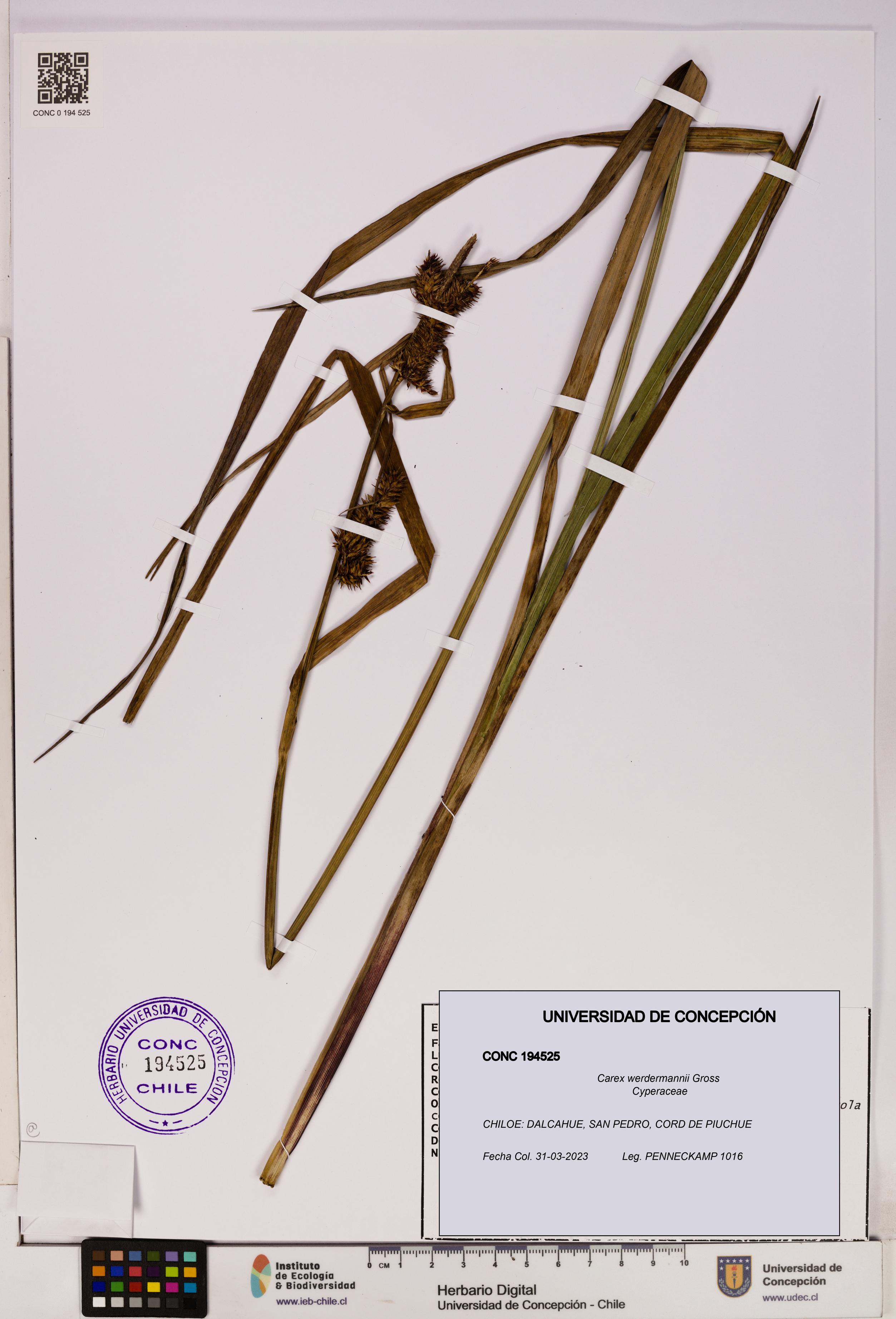 Carex werdermannii [Espécimen: UDEC:CONC:0194525]