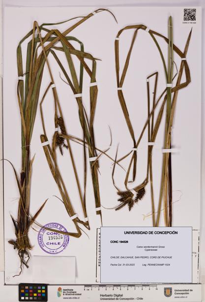 Carex werdermannii [Espécimen: UDEC:CONC:0194526]