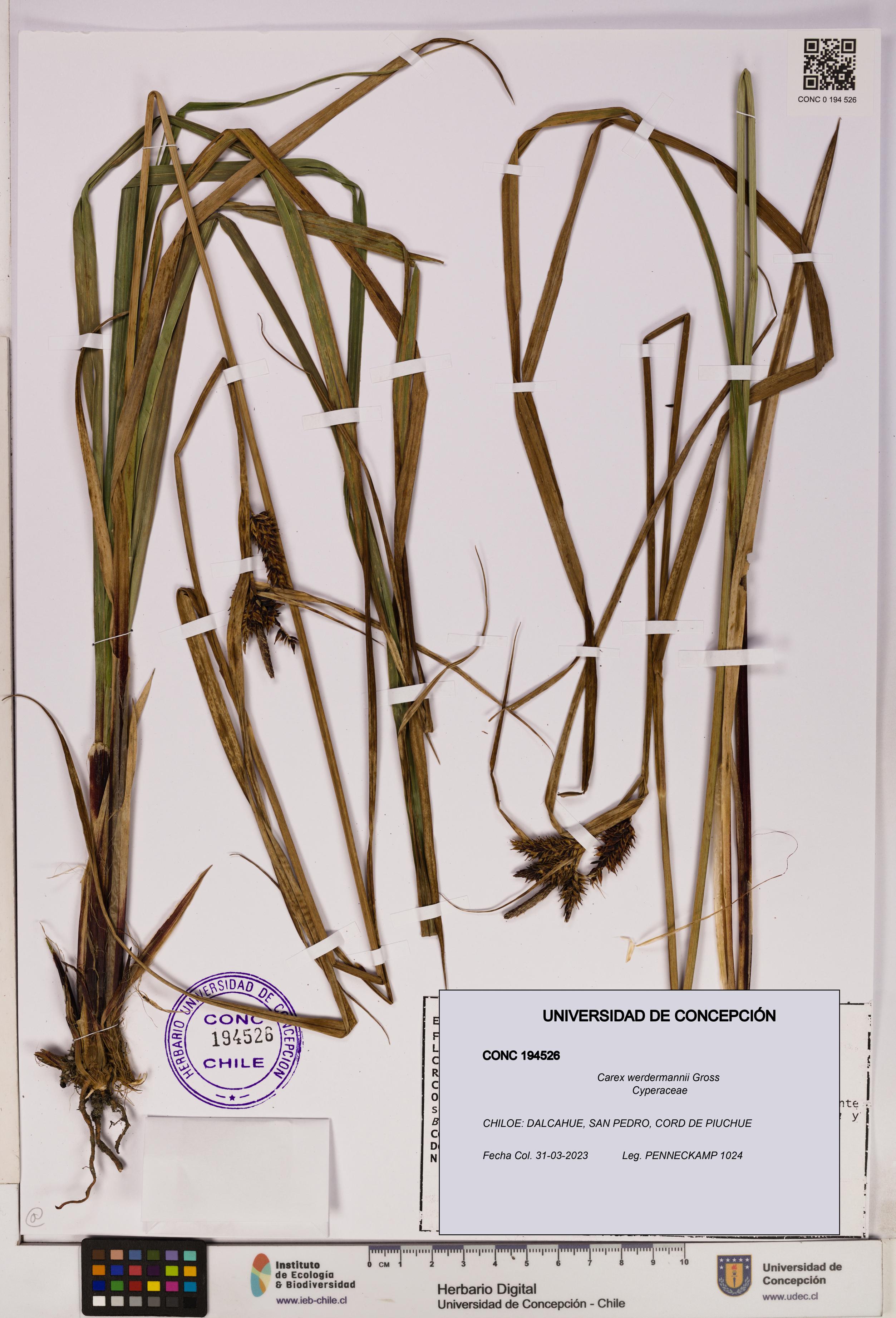 Carex werdermannii [Espécimen: UDEC:CONC:0194526]