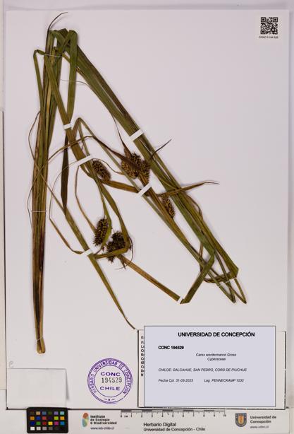 Carex werdermannii [Espécimen: UDEC:CONC:0194529]