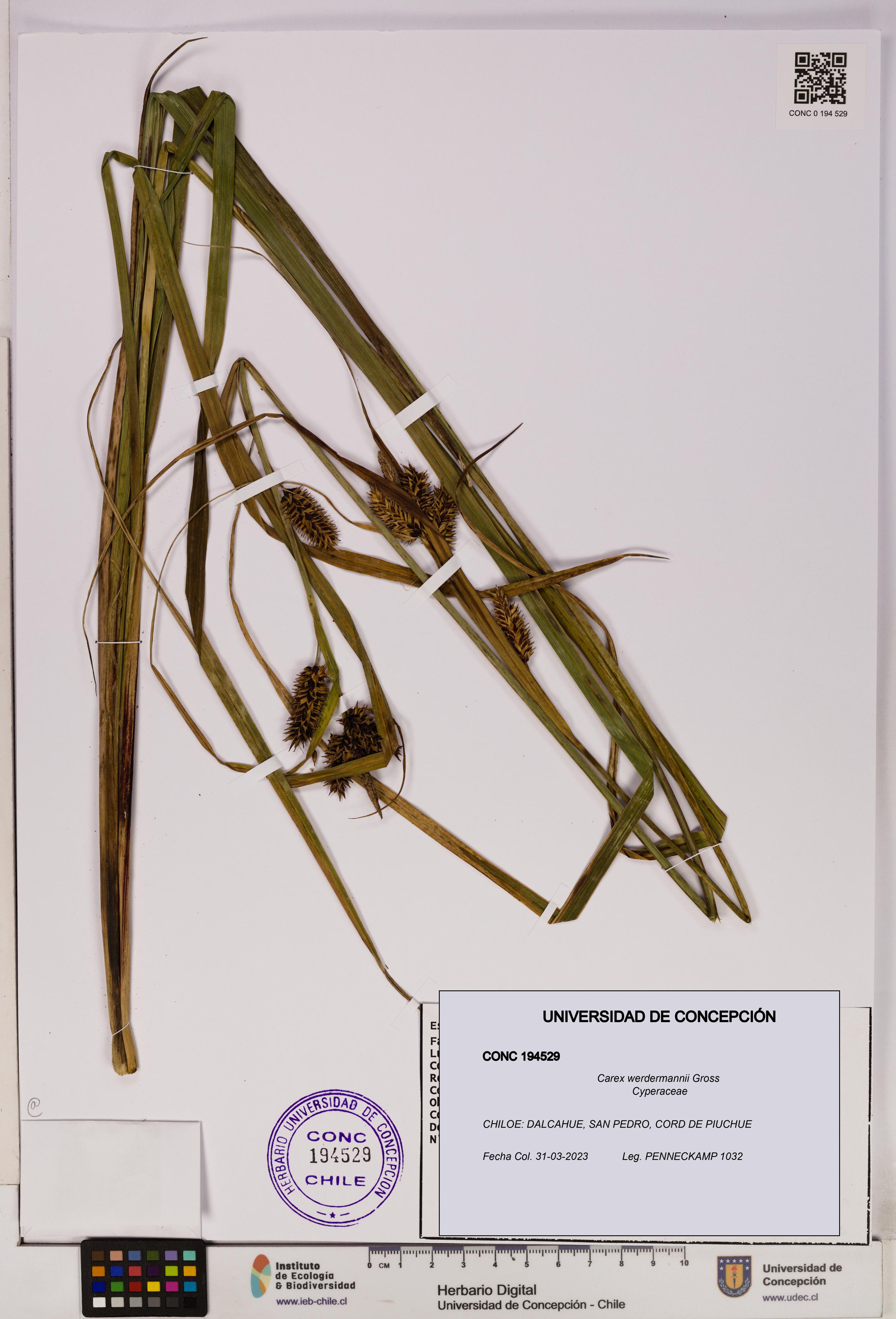Carex werdermannii [Espécimen: UDEC:CONC:0194529]