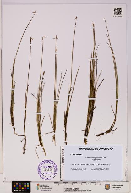 Carex camptoglochin [Espécimen: UDEC:CONC:0194530]