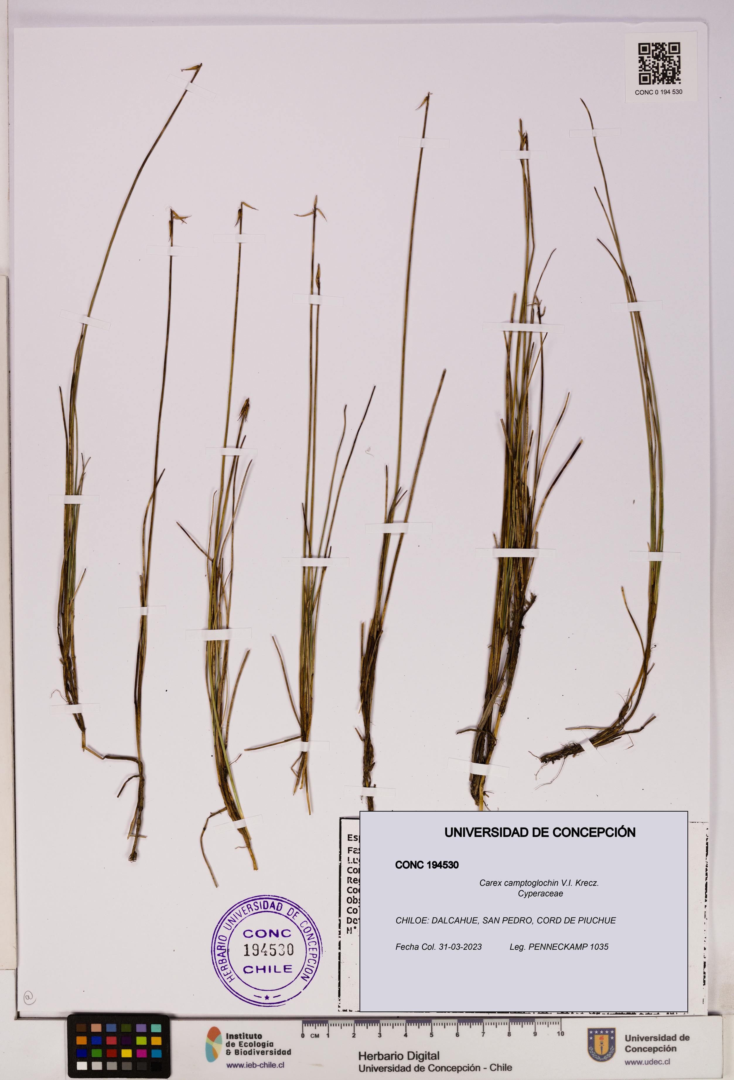 Carex camptoglochin [Espécimen: UDEC:CONC:0194530]