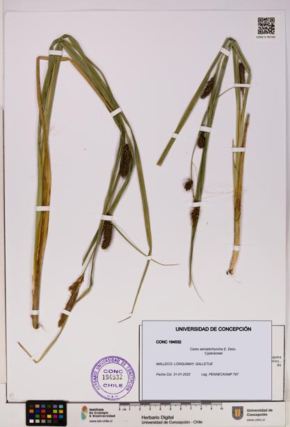 Carex aematorhyncha [Espécimen: UDEC:CONC:0194532]