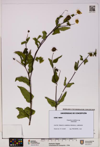 Podanthus ovatifolius [Espécimen: ]