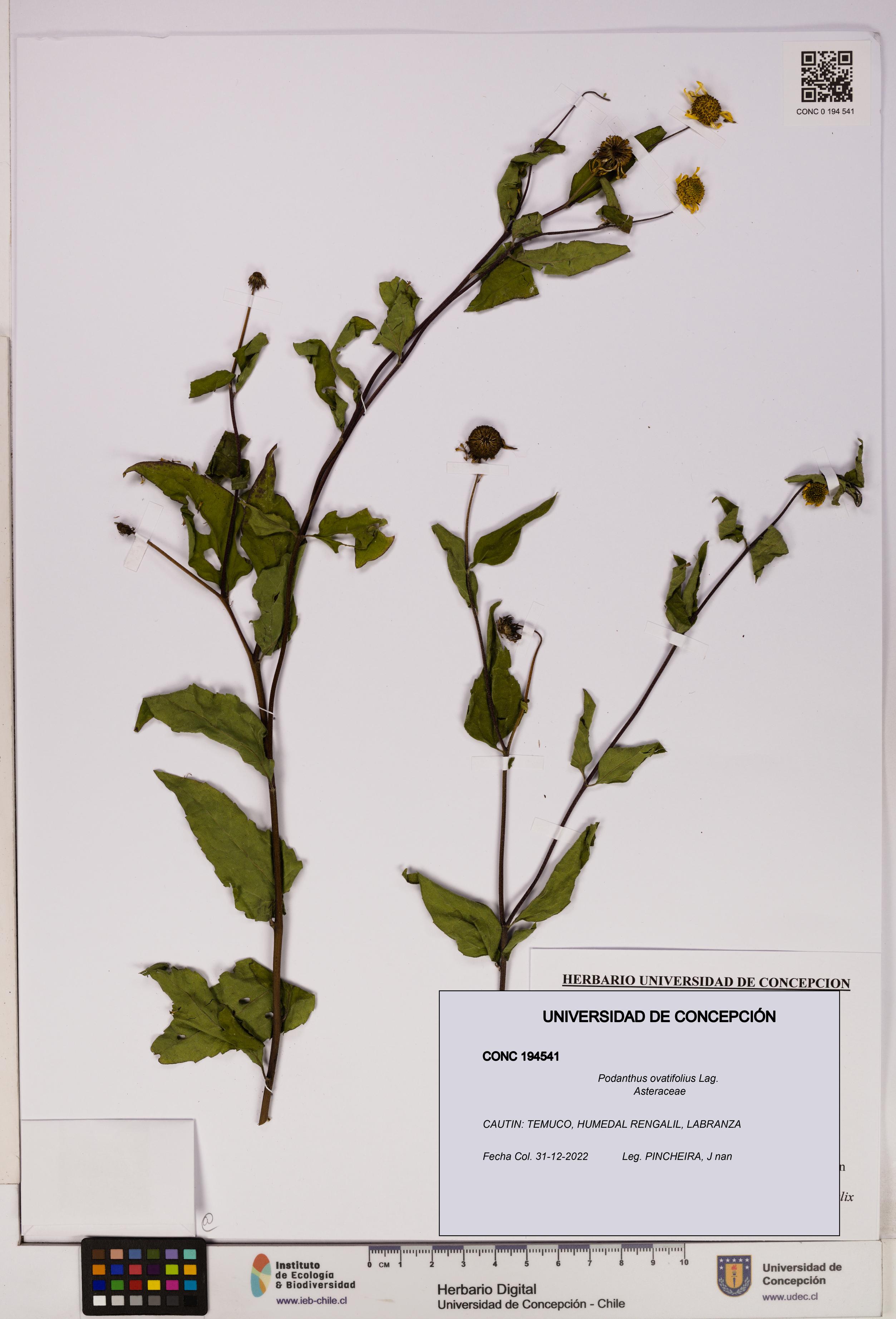 Podanthus ovatifolius [Espécimen: ]