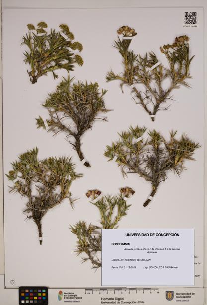 Azorella prolifera [Espécimen: ]