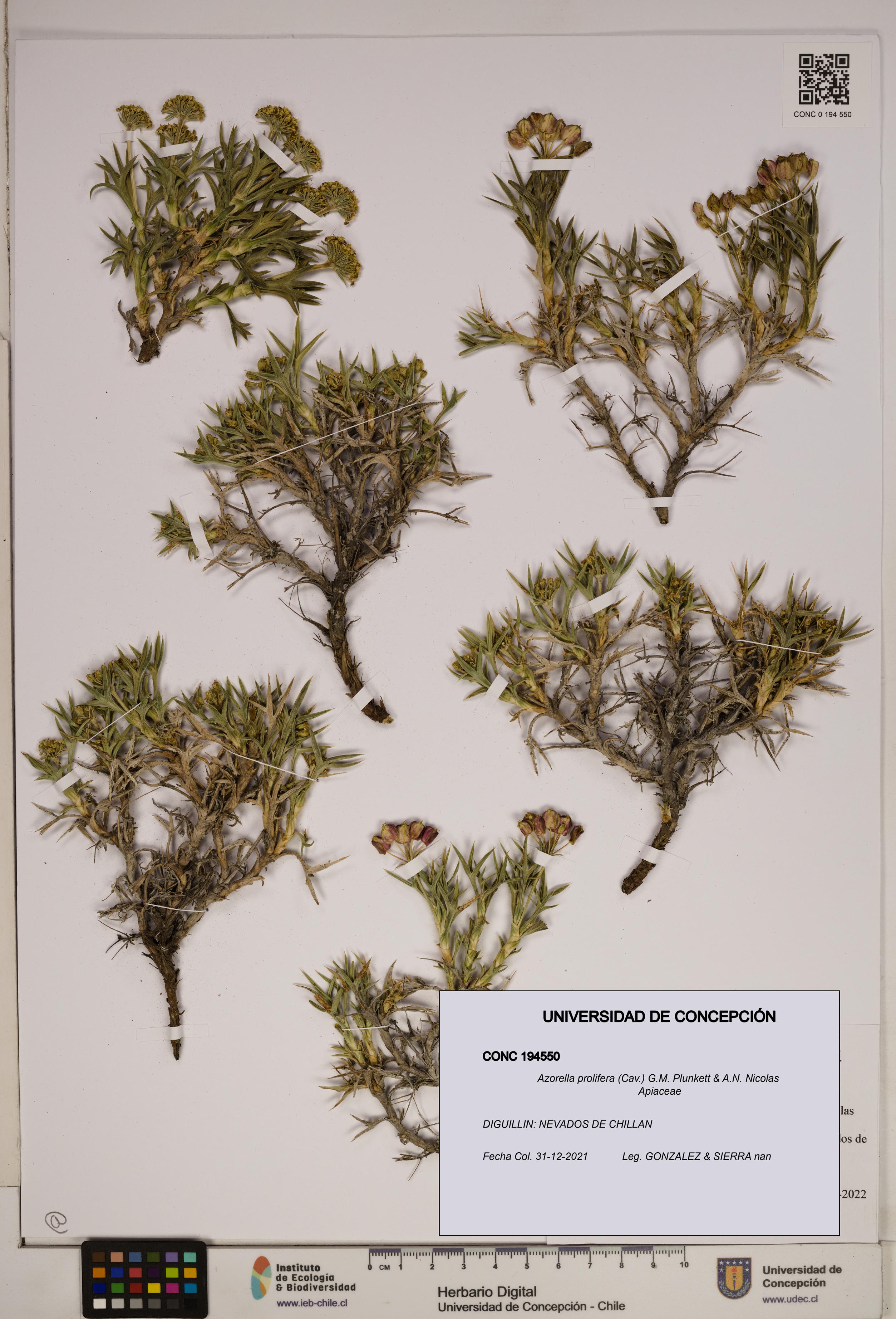 Azorella prolifera [Espécimen: ]