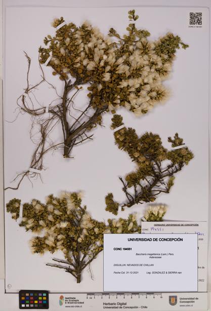 Baccharis magellanica [Espécimen: UDEC:CONC:0194551]
