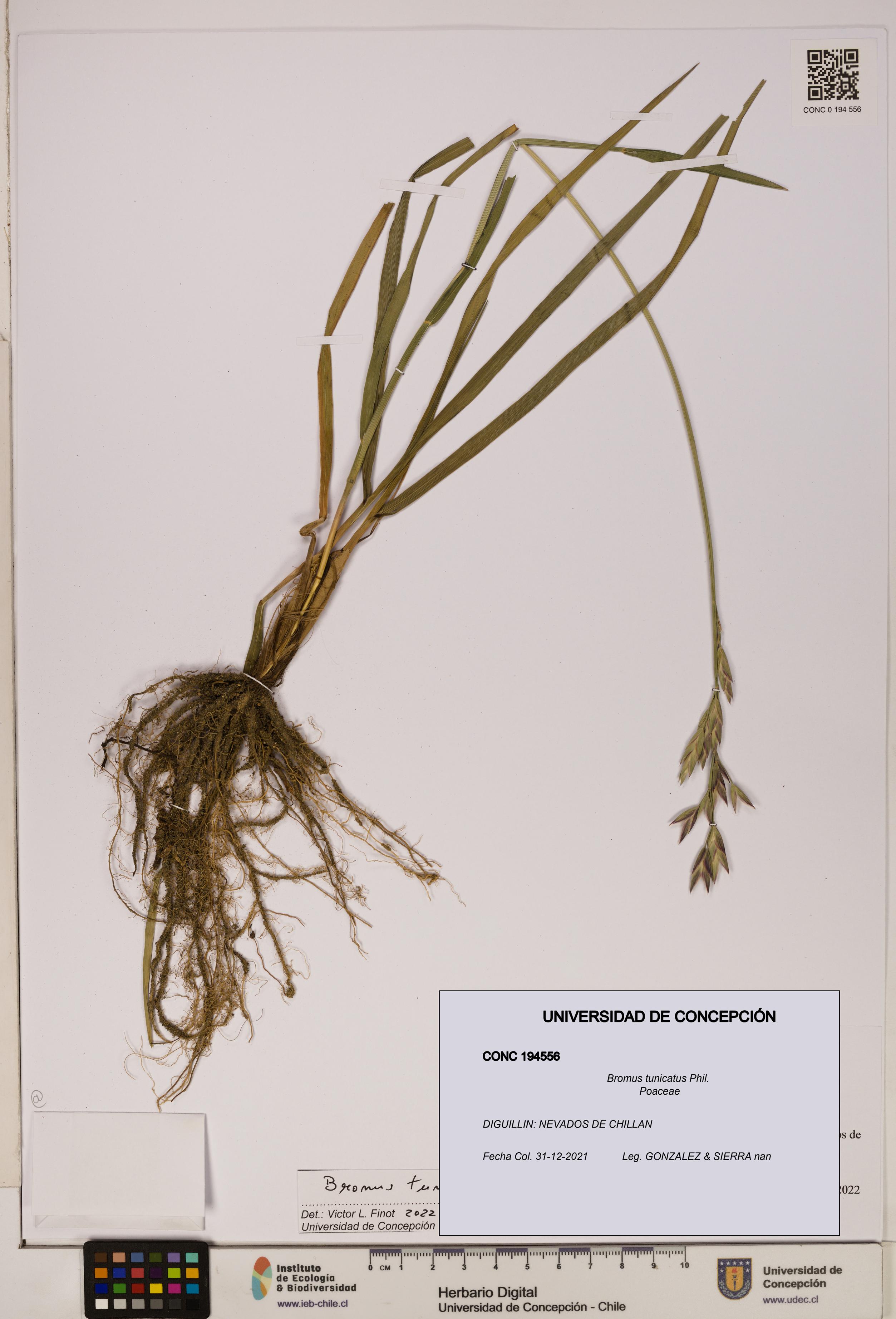 Bromus tunicatus [Espécimen: UDEC:CONC:0194556]