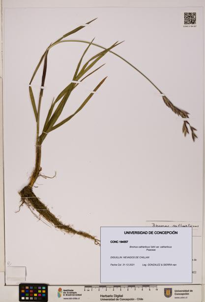Bromus catharticus [Espécimen: UDEC:CONC:0194557]