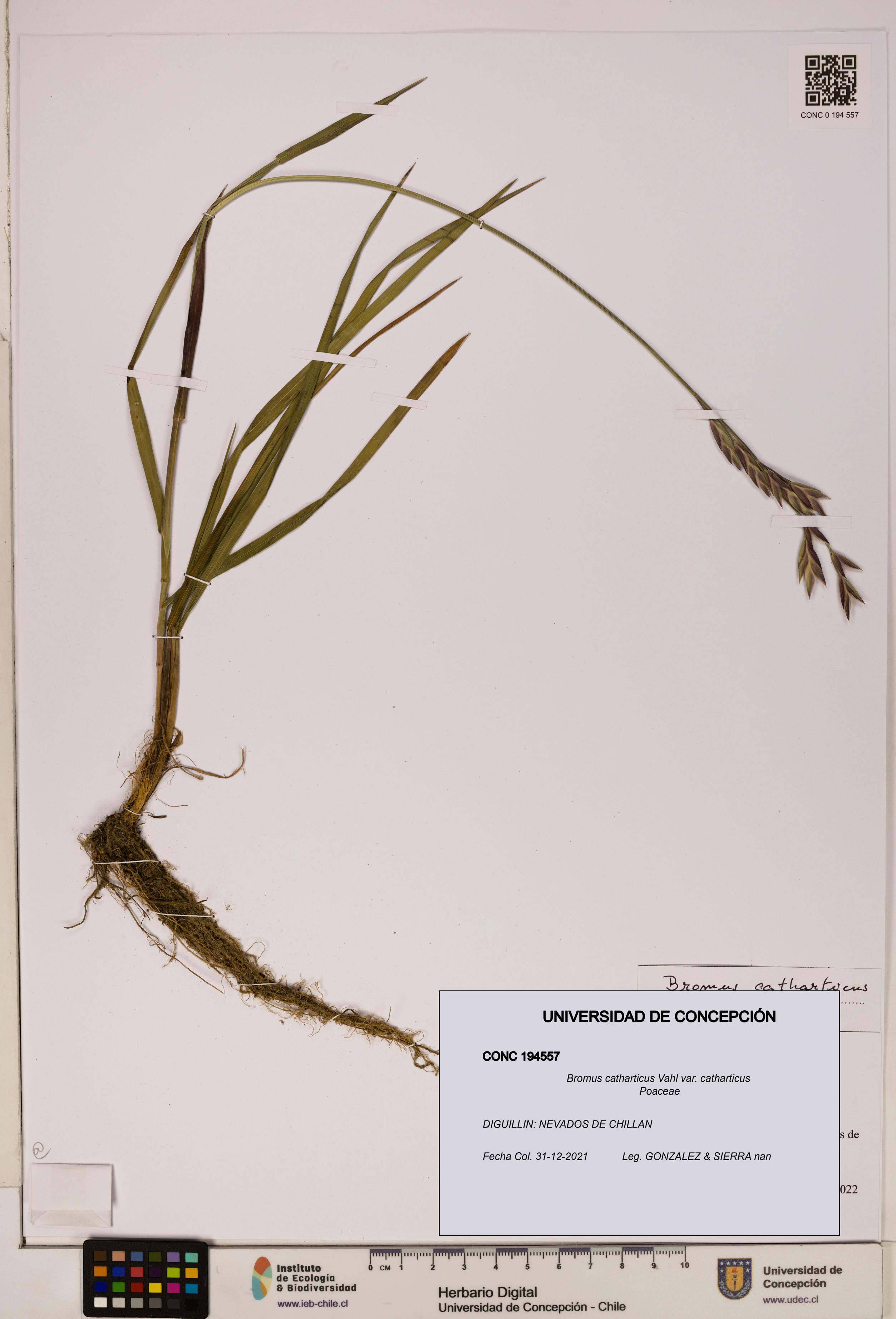 Bromus catharticus [Espécimen: UDEC:CONC:0194557]