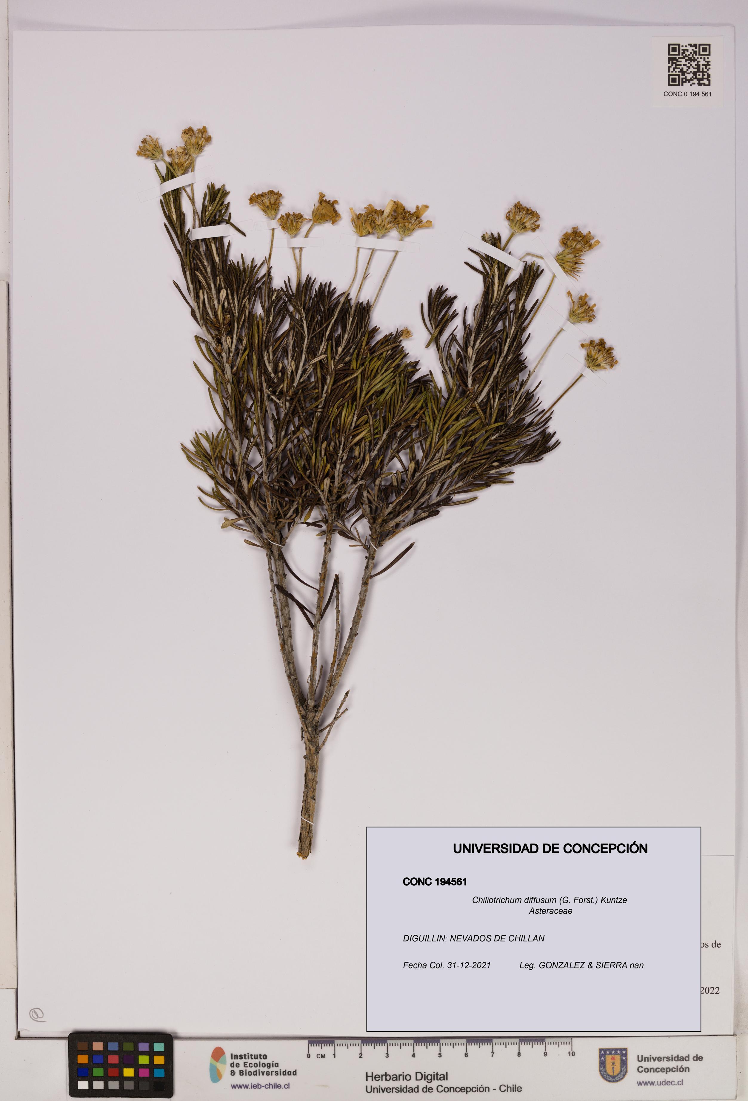 Chiliotrichum diffusum [Espécimen: UDEC:CONC:0194561]