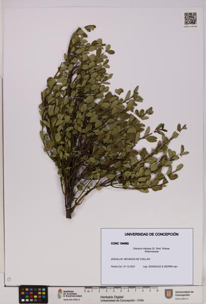 Discaria chacaye [Espécimen: UDEC:CONC:0194562]