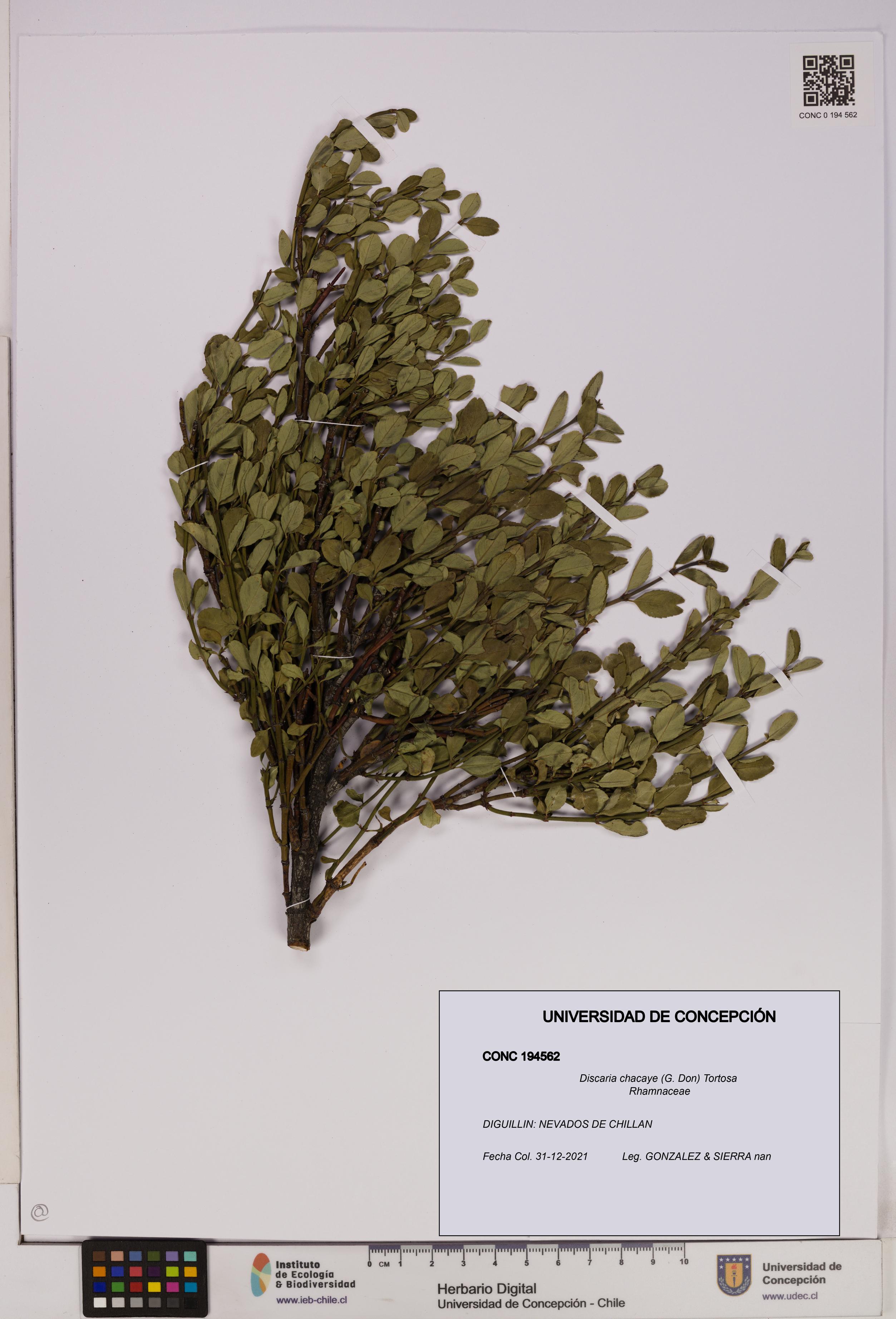 Discaria chacaye [Espécimen: UDEC:CONC:0194562]