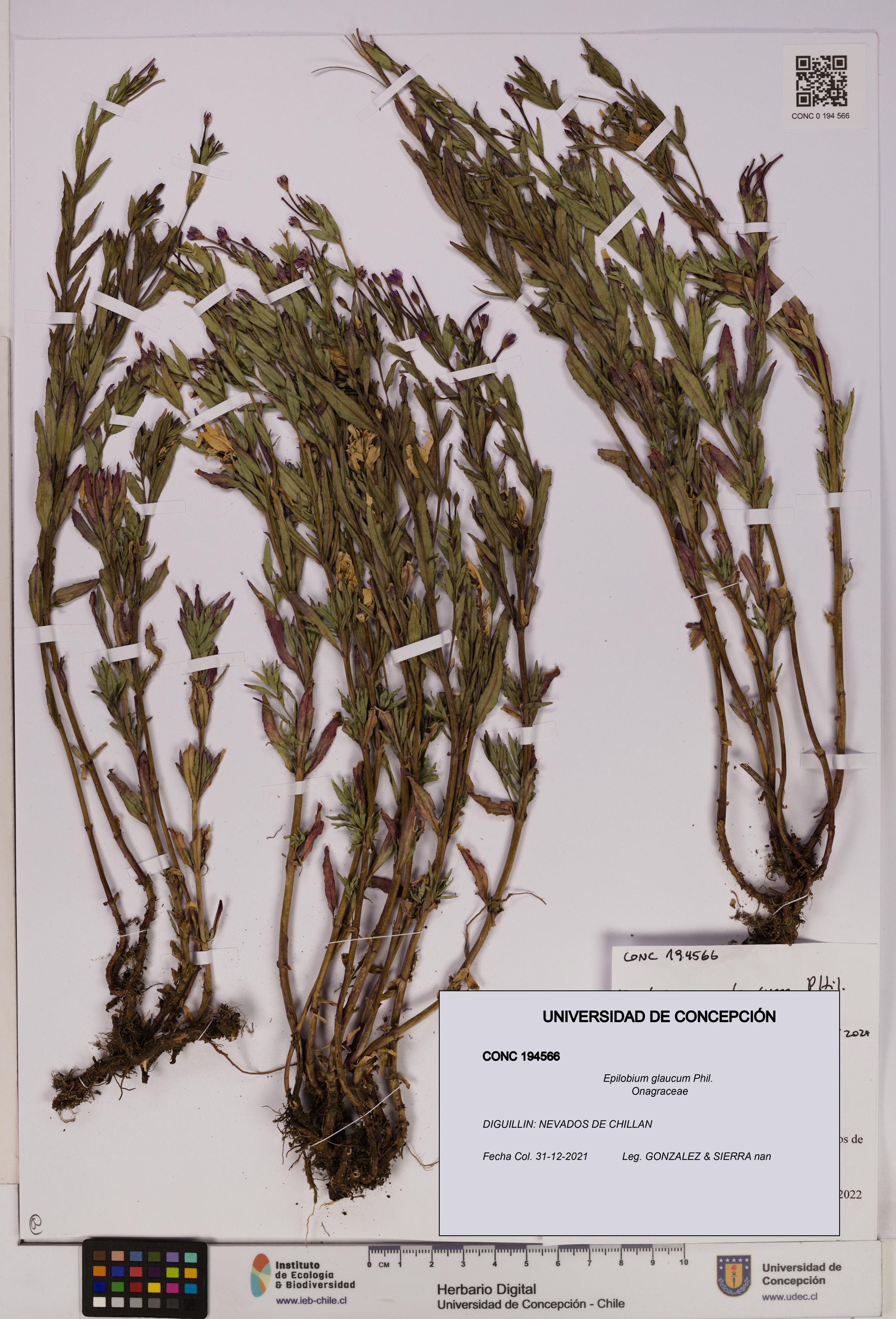 Epilobium glaucum [Espécimen: UDEC:CONC:0194566]