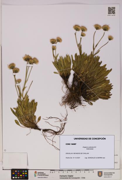 Erigeron andicola [Espécimen: UDEC:CONC:0194567]