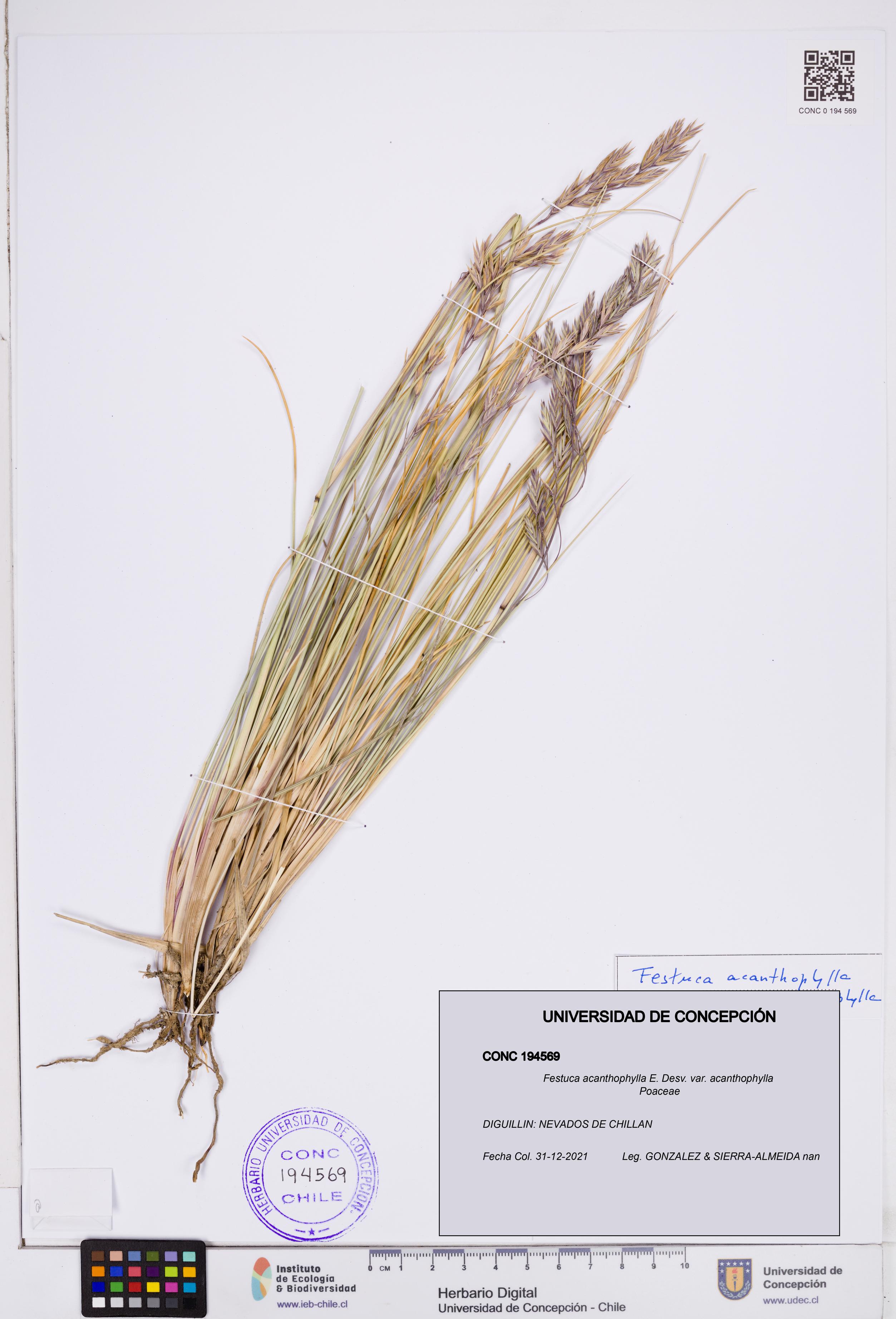 Festuca acanthophylla var. acanthophylla [Espécimen: ]