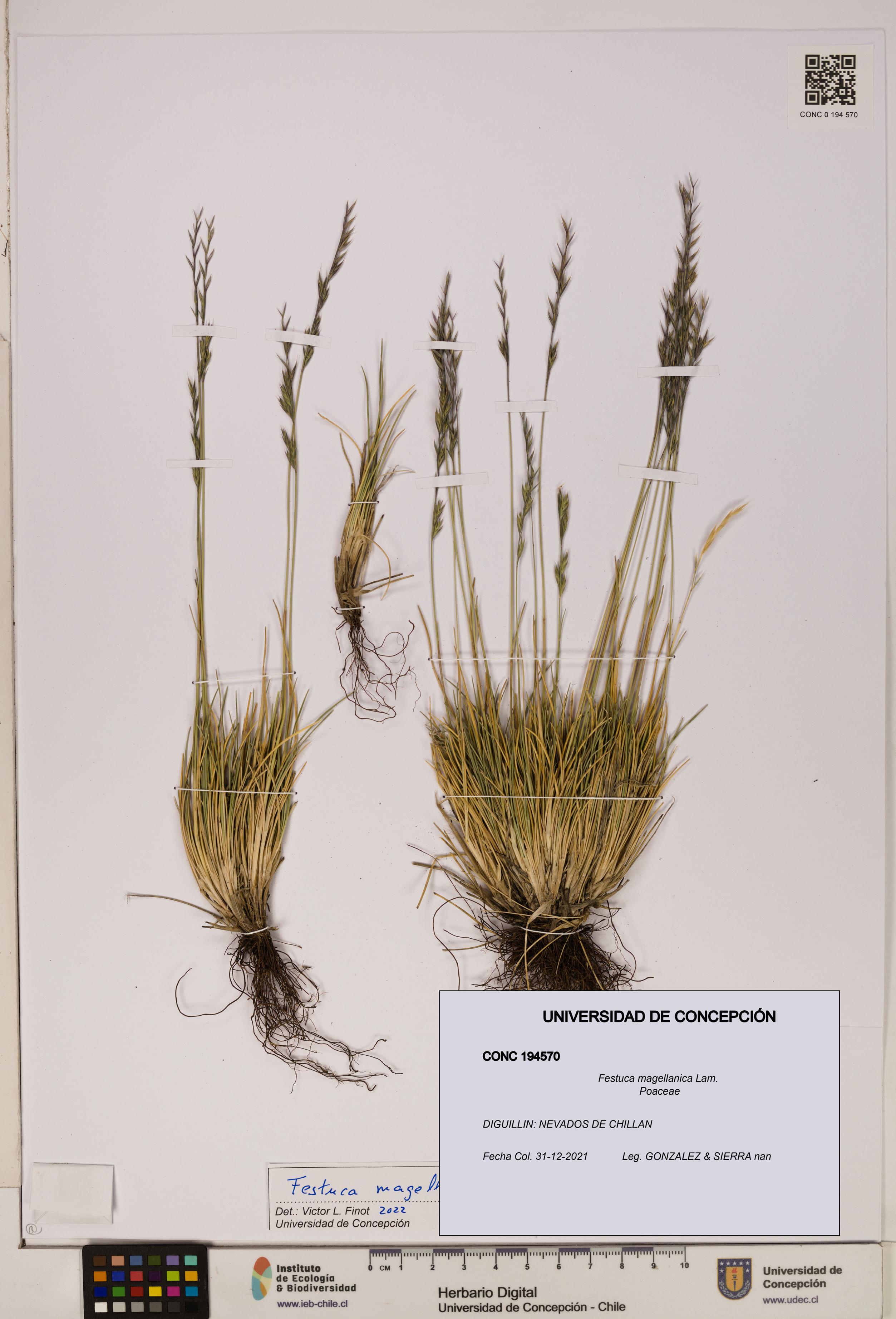 Festuca magellanica [Espécimen: ]