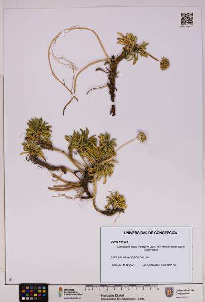 Gamocarpha alpina subsp. alpina [Espécimen: UDEC:CONC:0194571]