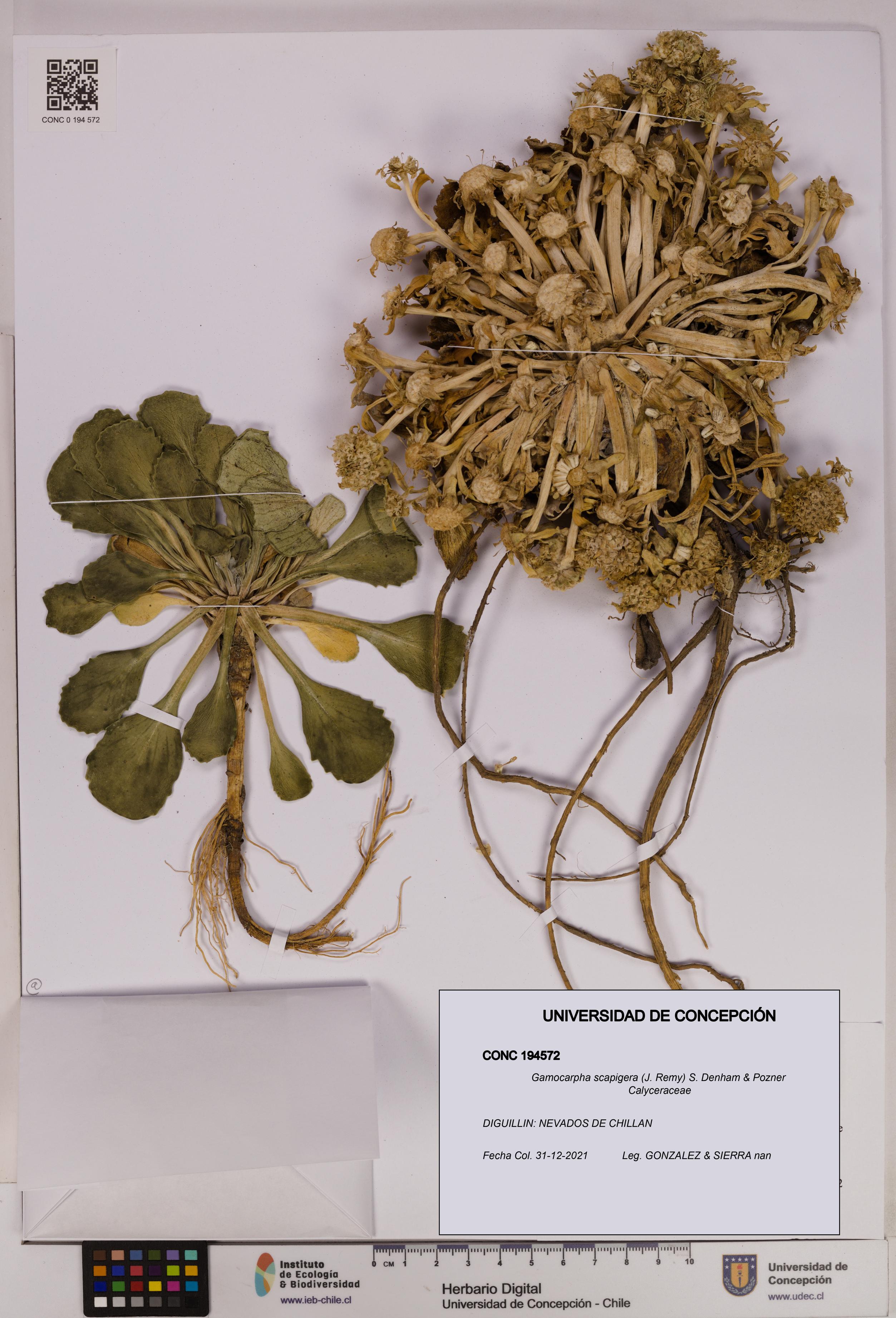 Gamocarpha scapigera [Espécimen: UDEC:CONC:0194572]