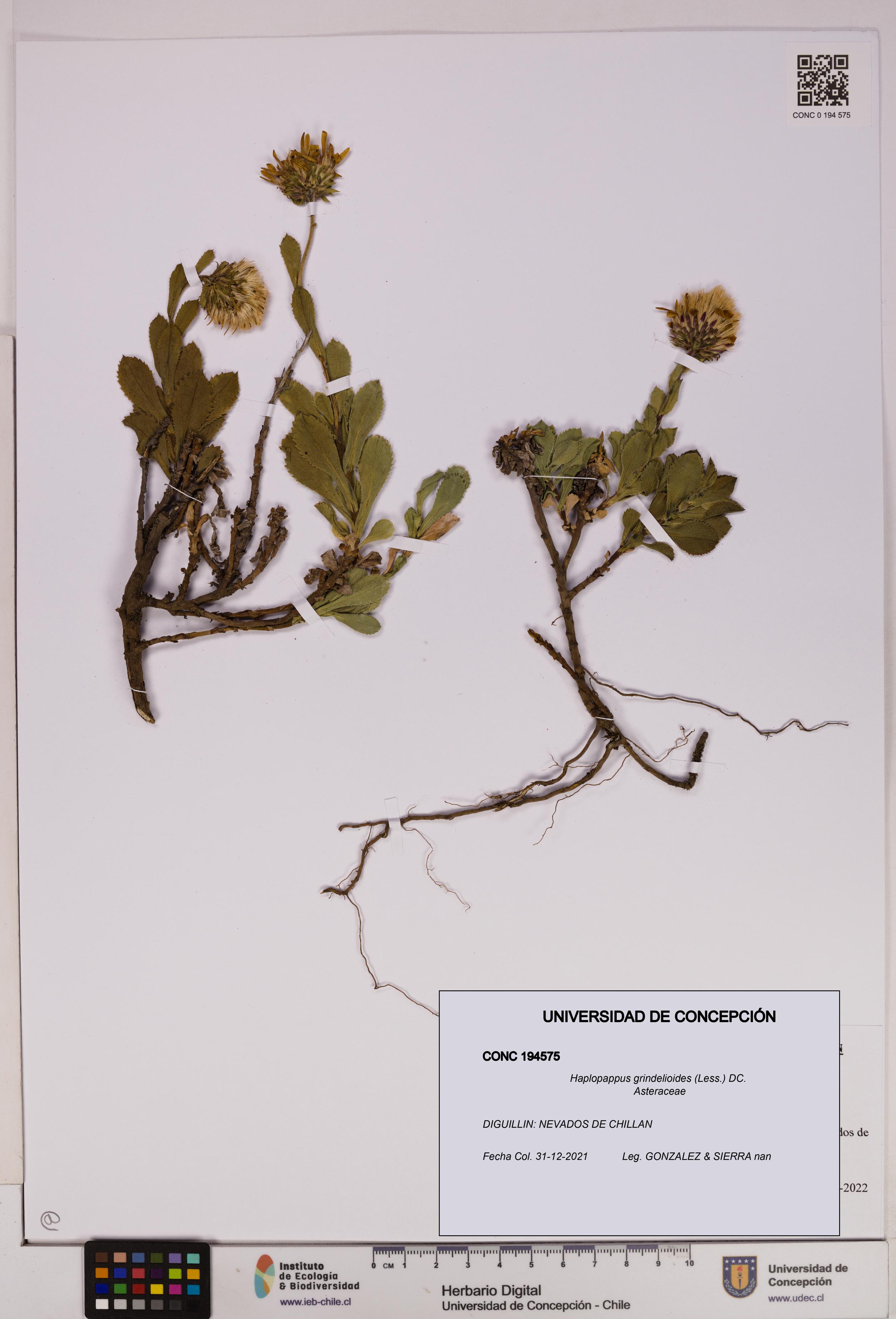 Haplopappus grindelioides [Espécimen: UDEC:CONC:0194575]