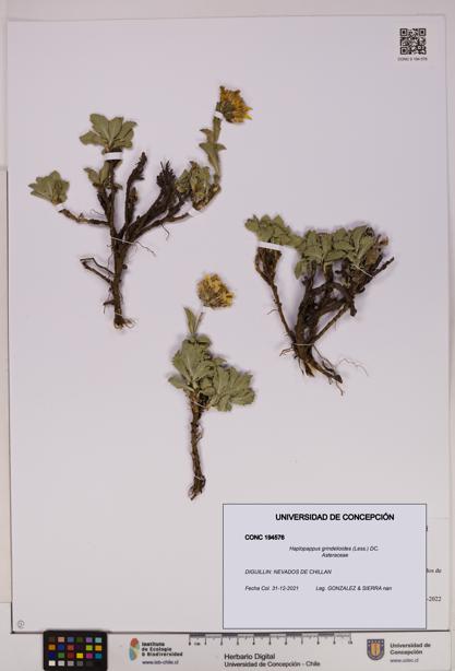 Haplopappus grindelioides [Espécimen: UDEC:CONC:0194576]