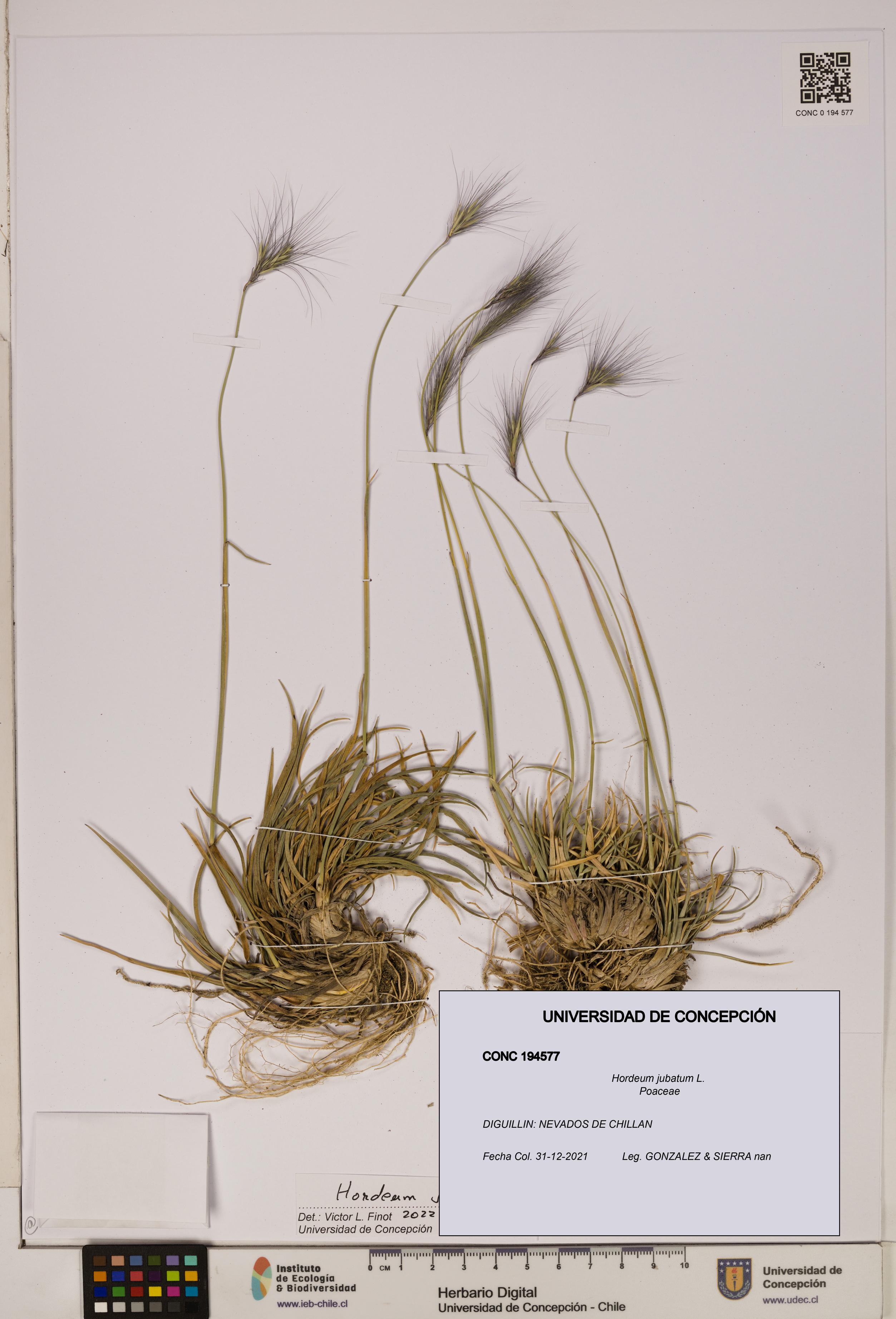 Hordeum jubatum [Espécimen: UDEC:CONC:0194577]