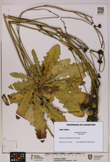Hypochaeris radicata [Espécimen: UDEC:CONC:0194578]