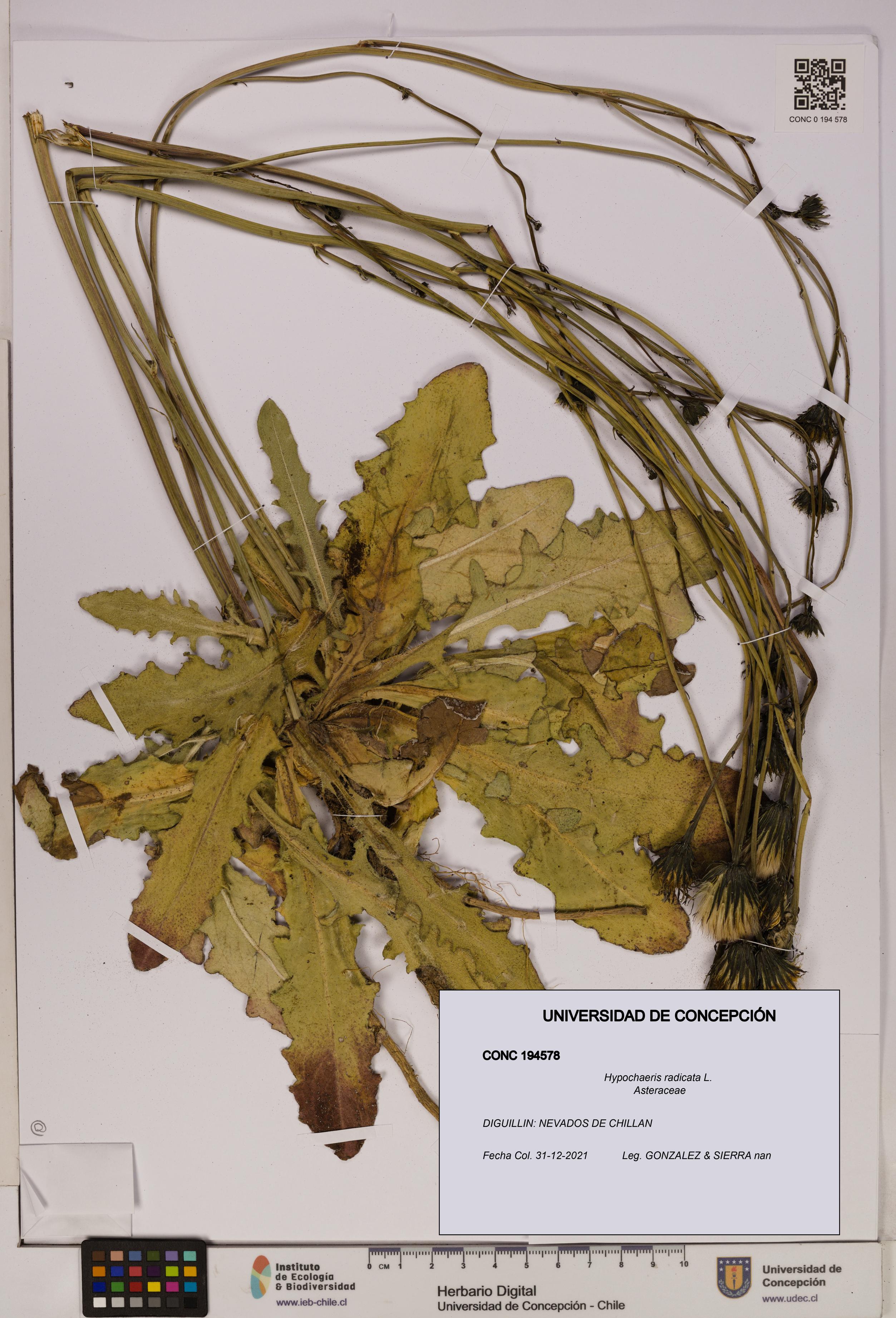 Hypochaeris radicata [Espécimen: UDEC:CONC:0194578]